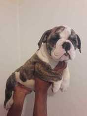 English Bulldog Puppy for sale in CUTLER BAY, FL, USA