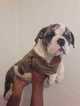 Small Photo #1 English Bulldog Puppy For Sale in CUTLER BAY, FL, USA