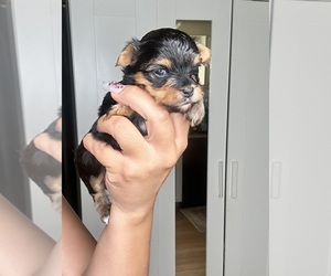 Yorkshire Terrier Puppy for sale in SAN BERNARDINO, CA, USA
