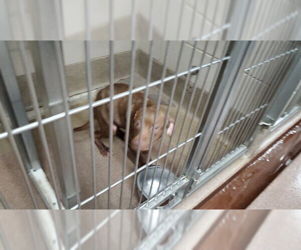 Medium Photo #1 American Pit Bull Terrier-Unknown Mix Puppy For Sale in Aurora, IL, USA