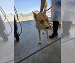 Small Siberian Husky Mix