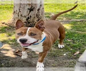 American Pit Bull Terrier Dogs for adoption in Riverside, CA, USA