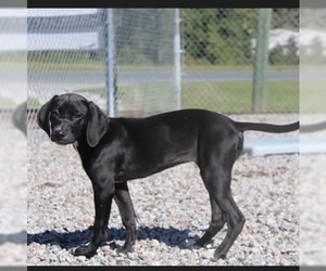 Labrador Retriever Dogs for adoption in garner, NC, USA