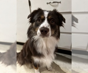 Mother of the Miniature American Shepherd puppies born on 03/20/2026