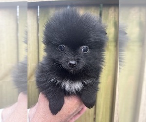 Pomeranian Puppy for sale in WAKE FOREST, NC, USA