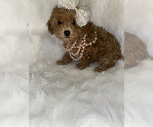 Medium Photo #1 Poodle (Toy) Puppy For Sale in BEECH GROVE, IN, USA