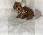 Small Photo #1 Poodle (Toy) Puppy For Sale in BEECH GROVE, IN, USA