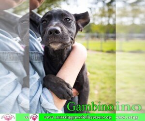 German Shepherd Dog-Unknown Mix Dogs for adoption in Pensacola, FL, USA