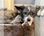 Small #1 Mutt
