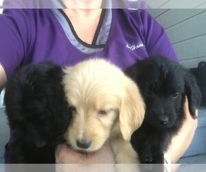 Labradoodle-Labrador Retriever Mix Puppy for sale in PARKER, CO, USA