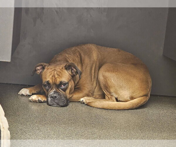 Medium Photo #13 Boxer Puppy For Sale in Burnsville, MN, USA