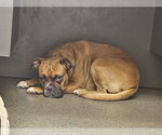 Small #12 Boxer