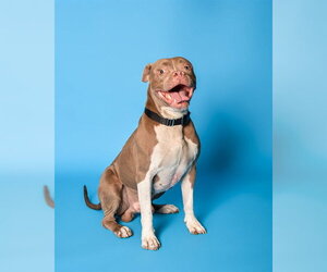 Boxer-Unknown Mix Dogs for adoption in Fort Lauderdale, FL, USA