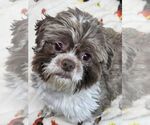 Small #1 Shih Tzu Mix