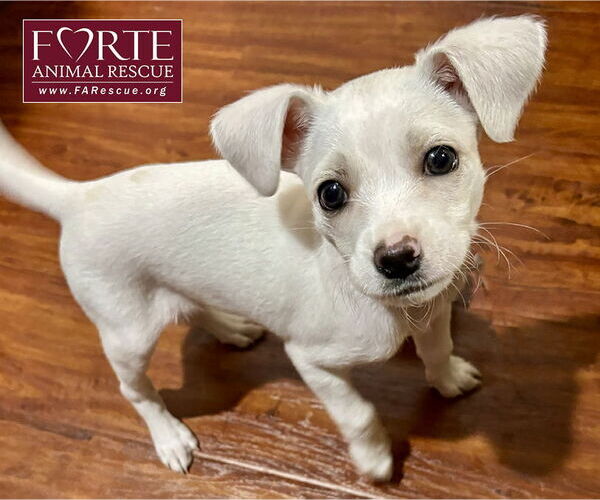 Medium Photo #4 Jack Chi Puppy For Sale in Marina del Rey, CA, USA