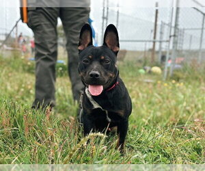 Australian Kelpie-French Bulldog Mix Dogs for adoption in McKinleyville, CA, USA