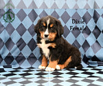 Small Photo #46 Bernese Mountain Dog Puppy For Sale in HARRISONBURG, VA, USA