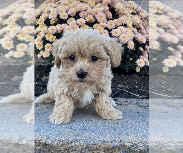 Medium Photo #2 Maltipoo Puppy For Sale in CANOGA, NY, USA