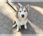 Small Siberian Husky