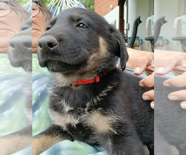 Medium Photo #1 Shepradors Puppy For Sale in Aurora, IN, USA