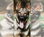 Small #5 German Shepherd Dog