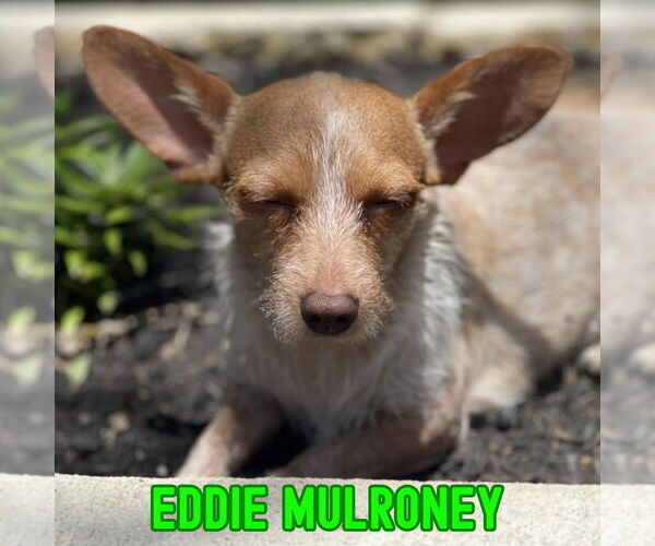 Medium Photo #6 Dachshund-Unknown Mix Puppy For Sale in San Antonio, TX, USA