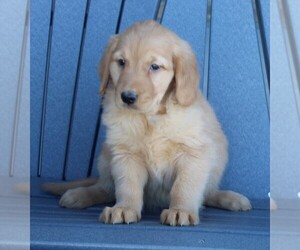 Golden Retriever Puppy for sale in FREDERICKSBURG, OH, USA