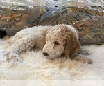 Small Photo #26 Goldendoodle Puppy For Sale in DAVIS, CA, USA