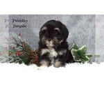Small #1 Havanese