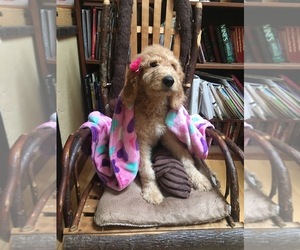 Goldendoodle Puppy for sale in HAYDEN, ID, USA