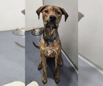 Small #6 Mountain Cur-Plott Hound Mix