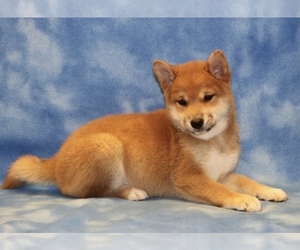 Shiba Inu Puppy for sale in LOS ANGELES, CA, USA