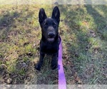 Puppy 1 German Shepherd Dog