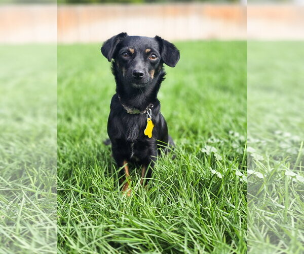 Medium Photo #7 Chiweenie Puppy For Sale in Sandy, UT, USA