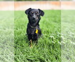 Small Photo #7 Chiweenie Puppy For Sale in Sandy, UT, USA