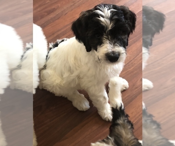 Medium Photo #4 Pyredoodle Puppy For Sale in DACULA, GA, USA