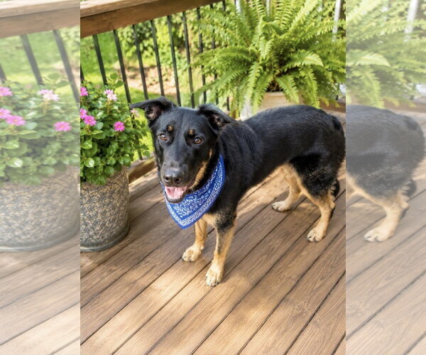 Medium Photo #10 German Shepherd Dog-Unknown Mix Puppy For Sale in Euless, TX, USA