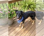 Small #9 German Shepherd Dog Mix