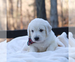 Small Photo #17 Goldendoodle Puppy For Sale in ROUGEMONT, NC, USA