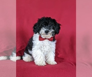Jack Chi-Poodle (Miniature) Mix Puppy for sale in NOTTINGHAM, PA, USA