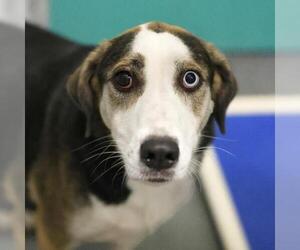 Bernese Mountain Dog-Unknown Mix Dogs for adoption in San Antonio, TX, USA