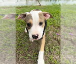 Small #2 Bulldog Mix