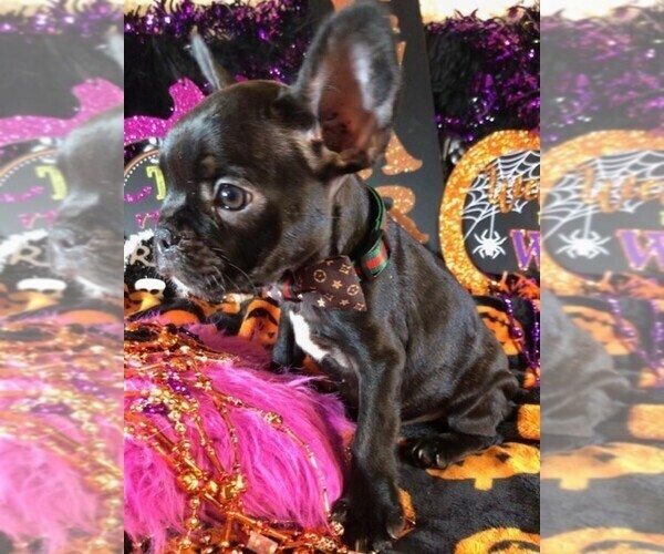 Medium Photo #4 French Bulldog Puppy For Sale in HEATHROW, FL, USA