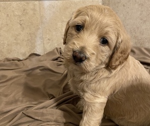 Goldendoodle (Miniature) Puppy for sale in SAVANNAH, TN, USA
