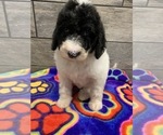 Small Photo #8 Poodle (Standard) Puppy For Sale in RICHMOND, IL, USA