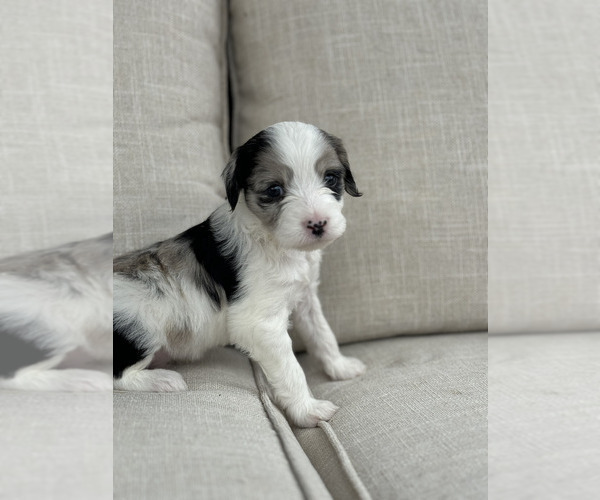 Medium Photo #1 Aussiedoodle Puppy For Sale in VAIL, AZ, USA