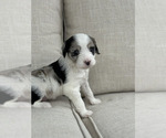 Small Photo #1 Aussiedoodle Puppy For Sale in VAIL, AZ, USA