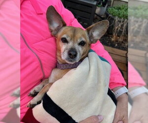 Daug Dogs for adoption in Boonton, NJ, USA