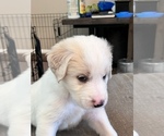 Small Photo #6 Great Pyrenees-Labradoodle Mix Puppy For Sale in ANNA, TX, USA