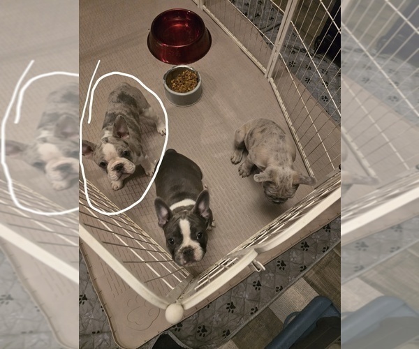 Medium Photo #4 French Bulldog Puppy For Sale in NAMPA, ID, USA